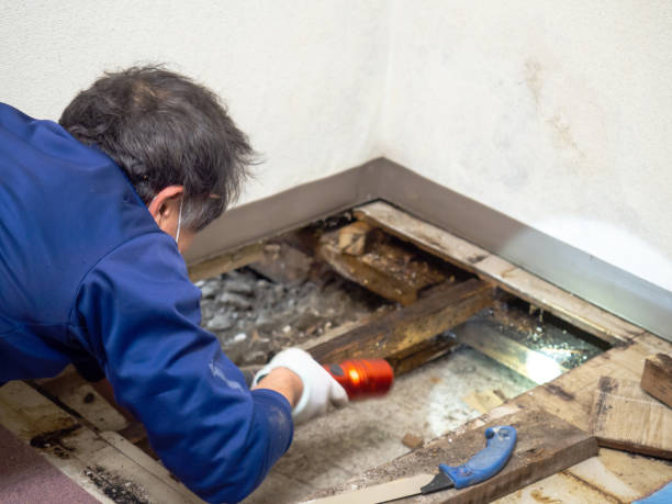 Trusted La Palma, CA Mold Remediation Experts
