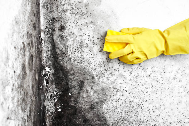 Best DIY Mold Remediation Support Services in La Palma, CA