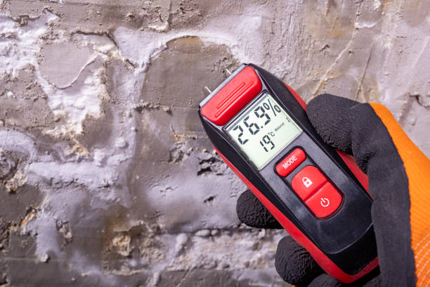 Best Black Mold Remediation in La Palma, CA