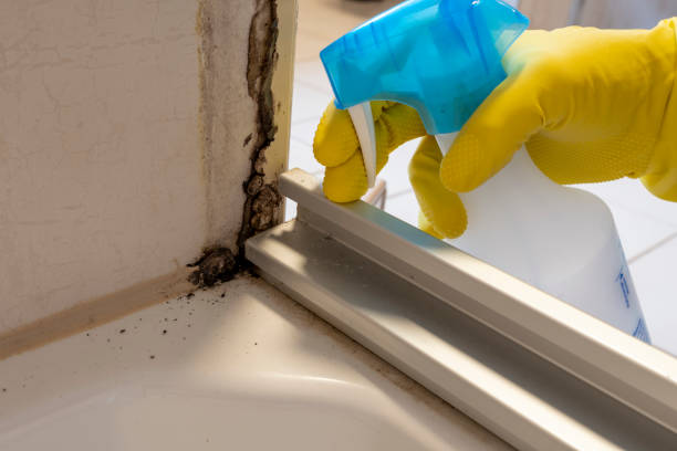 Best Health and Safety Mold Remediation in La Palma, CA