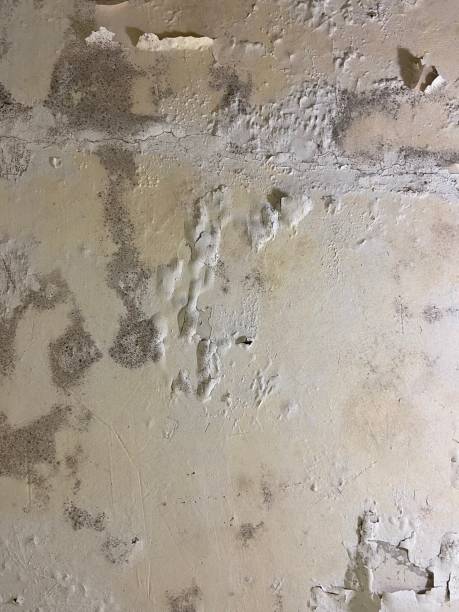 Best Commercial Mold Remediation in La Palma, CA