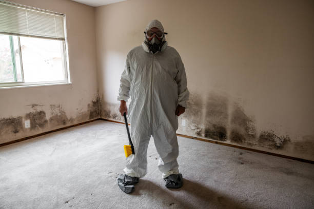 Best Post-Flood Mold Remediation in La Palma, CA