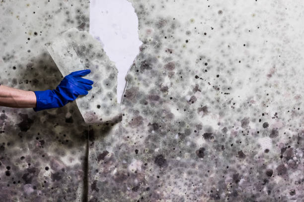 Best Residential Mold Remediation in La Palma, CA