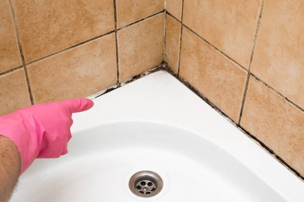 Best Residential Mold Remediation in La Palma, CA