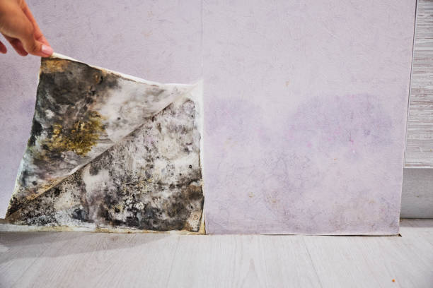 Best Attic Mold Remediation in La Palma, CA